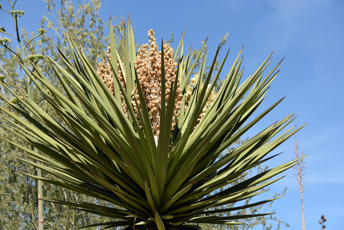 Eve's-Needle has green, evergreen leaves that are long and bayonet-like. The leaves are erect and yellowish green, rigid, smooth and glabrous. The leaves margins have conspicuous curling filiferous brown hairs. Yucca faxoniana